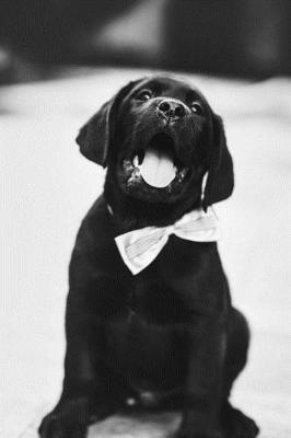 Book cover for Cute Black Labrador Puppy with Bowtie