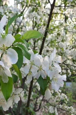 Cover of Springtime Journal Beautiful White Flowering Tree Branches