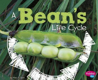 Book cover for A Beans Life Cycle (Explore Life Cycles)