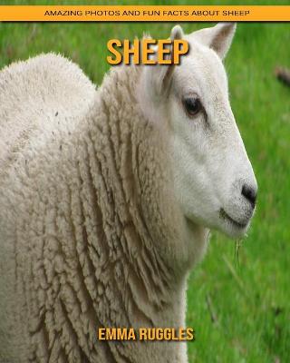 Book cover for Sheep