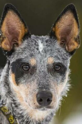 Cover of Australian Cattle Dog Blue Heeler