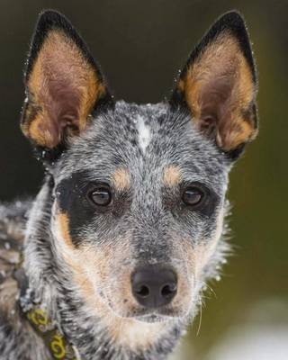 Book cover for Australian Cattle Dog Blue Heeler