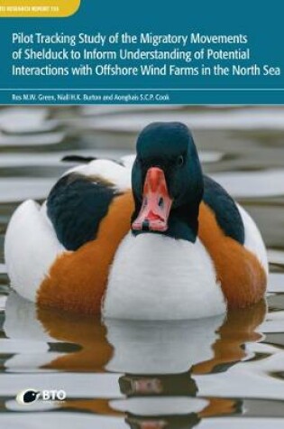 Cover of Pilot tracking study of the migratory movements of Shelduck to inform understanding of potential interactions with offshore wind farms in the North Sea