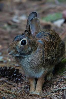 Book cover for A Wild Bunny Rabbit Hopping in the Woods