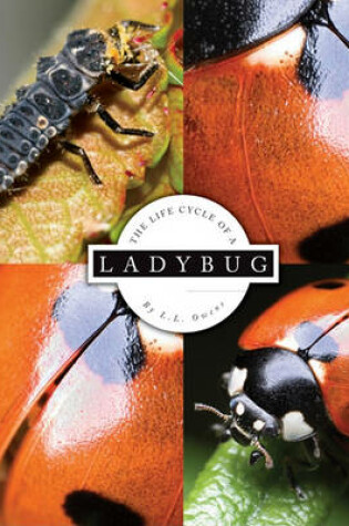 Cover of The Life Cycle of a Ladybug