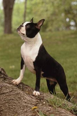 Book cover for The Boston Terrier Dog Journal