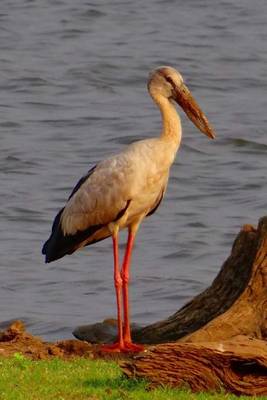 Book cover for Asian Open Bill Openbill Stork, Birds of the World