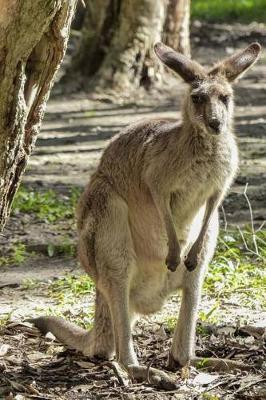 Book cover for Kangaroo from Australia Animal Journal