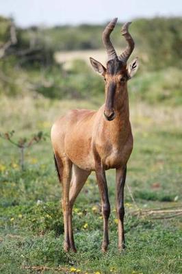 Book cover for Red Hartebeest Antelope Journal