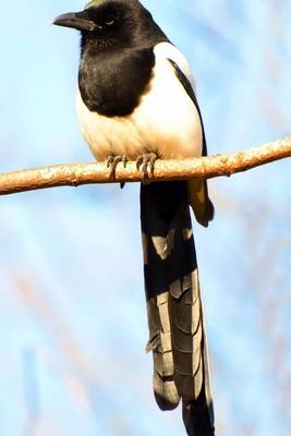 Book cover for Eurasian/Common Magpie Pica Pica, Birds of the World