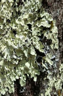 Cover of Journal Moss Tree Bark
