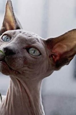 Cover of Pure Bred Hairless Blue Eyed Sphynx Cat