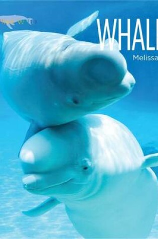 Cover of Whales