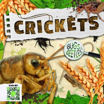 Cover of Crickets