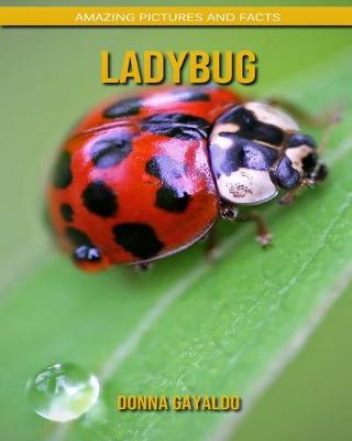 Book cover for Ladybug