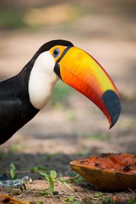 Book cover for Toco Toucan Bird with a Papaya Snack Journal