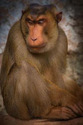 Book cover for Grumpy Chunky Barbary Macaque Monkey Journal