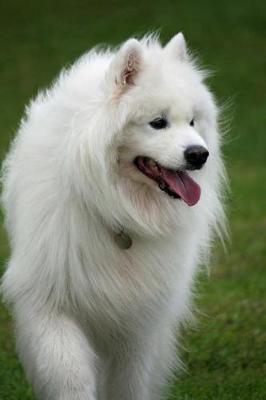 Book cover for Samoyed