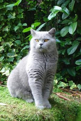 Book cover for Blue British Shorthair Cat Strikes a Pose Journal