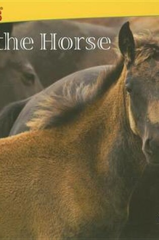 Cover of See the Horse
