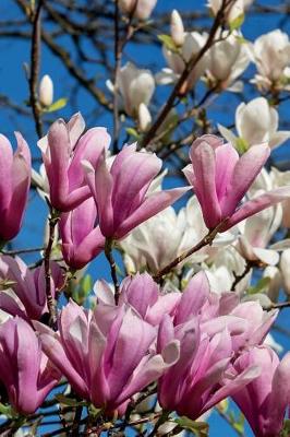 Book cover for Stunning Pink and White Magnolia Flowers Journal