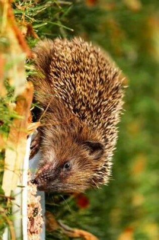 Cover of A Hedgehog Chowing Down, for the Love of Animals