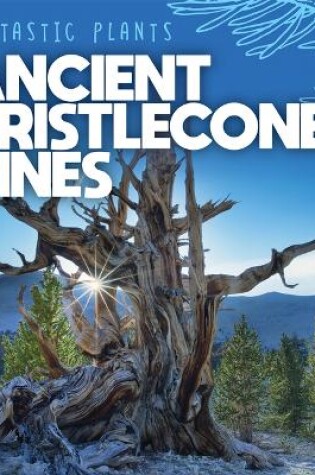 Cover of Ancient Bristlecone Pines