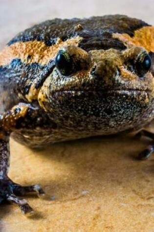 Cover of Toad on a Countertop Journal