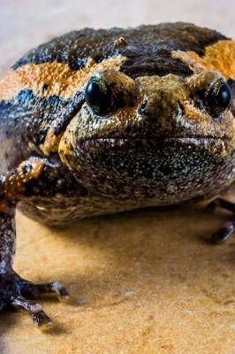 Book cover for Toad on a Countertop Journal