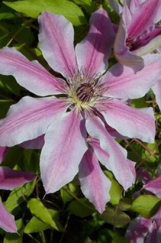 Cover of Clematis Flower Cluster, for the Love of Flowers