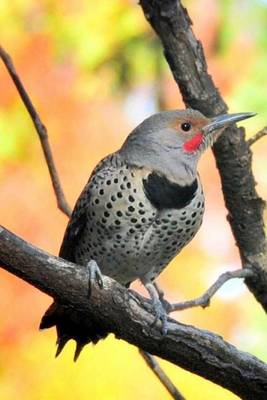 Book cover for Northern Flicker, Birds of the World