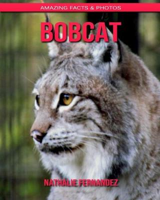 Book cover for Bobcat