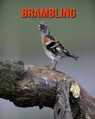 Book cover for Brambling