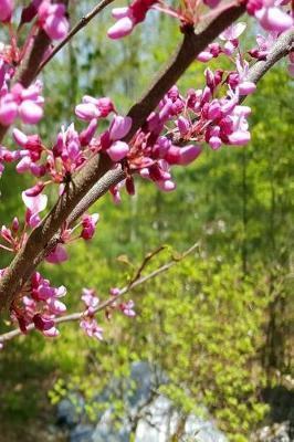 Cover of Spring Pink Tree Blossoms 2019 Daily Planner 384 Pages