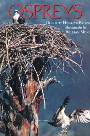 Cover of Ospreys