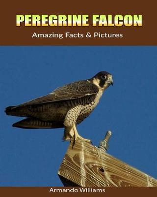 Book cover for Peregrine Falcon