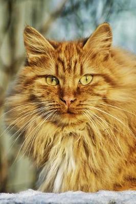 Book cover for Fantastic Long-Haired Golden Orange Cat in the Sunshine Journal