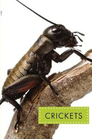 Cover of Crickets