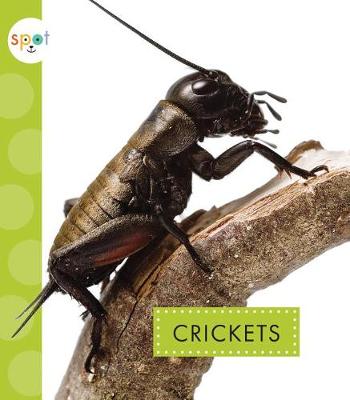 Cover of Crickets