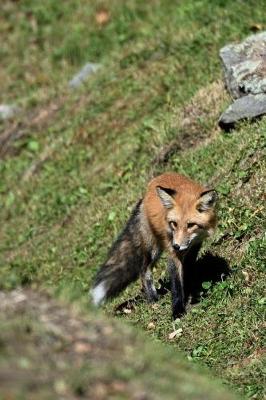 Book cover for Pretty Red Fox on a Hill Animal Journal