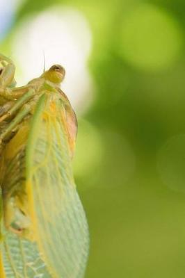 Book cover for Cicadas Notebook