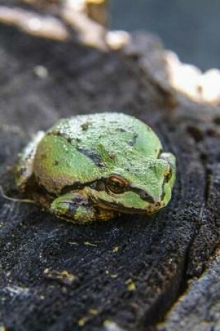 Cover of A Little Green Frog on Its Own in the Forest