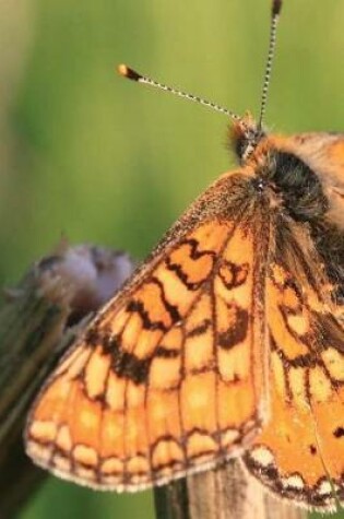 Cover of Butterfly in Nature