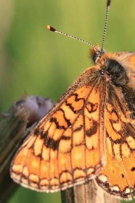 Book cover for Butterfly in Nature