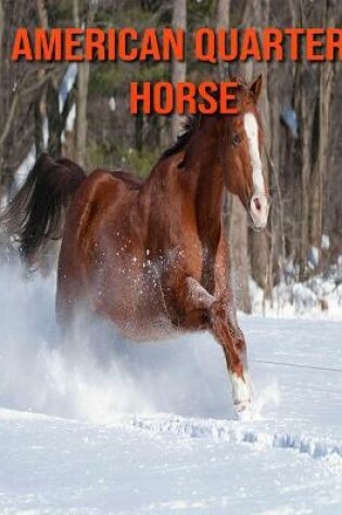 Cover of American Quarter Horse