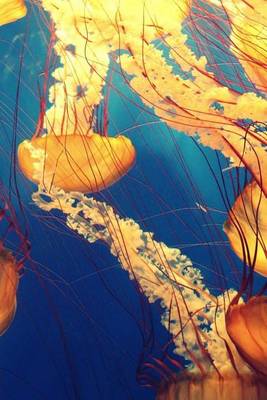 Book cover for A Multitude of Jellyfish Swimming