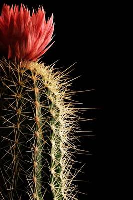 Book cover for Tall Flowering Cactus