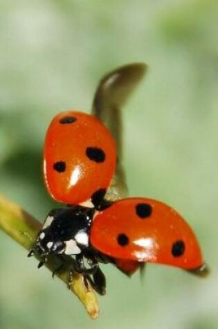 Cover of Ladybug