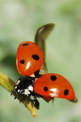 Book cover for Ladybug