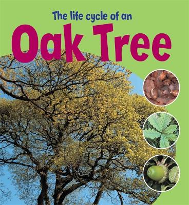 Cover of Learning About Life Cycles: The Life Cycle of an Oak Tree